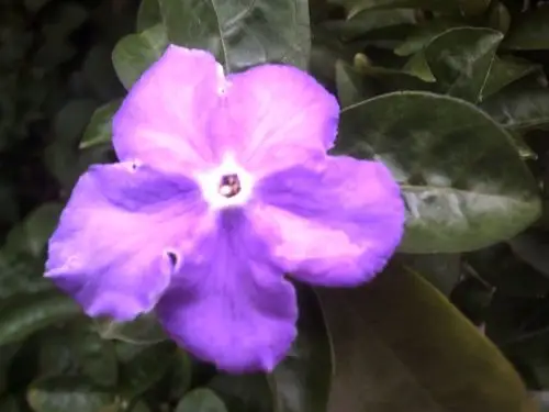 请问,图片上的树叫什么名字?开紫色五瓣小花