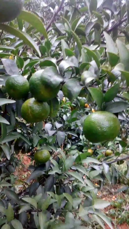 味纯香甜的青桔