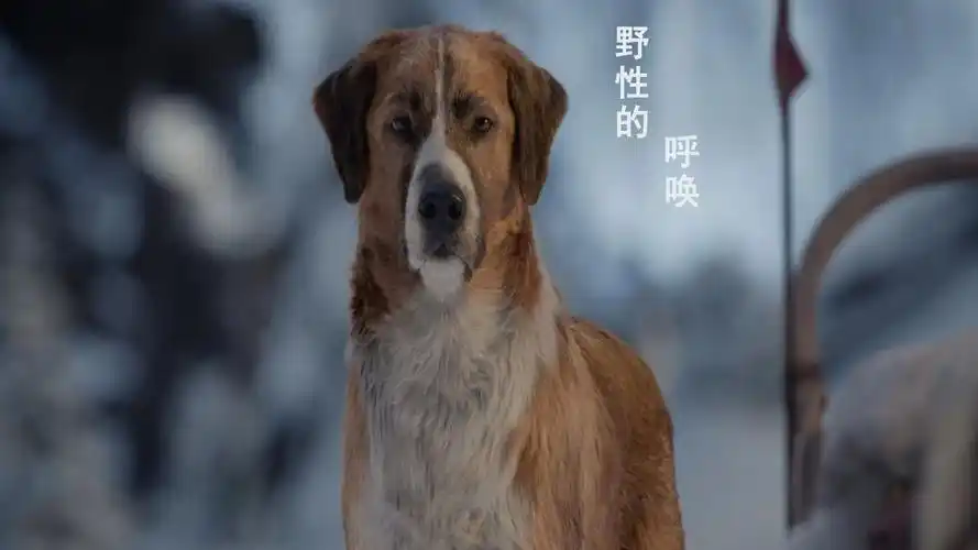 温情电影:巴克真是狗中的熊孩子,当然它也是狗中的王者