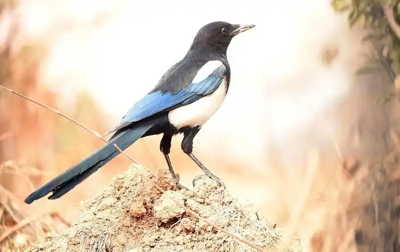 喜鹊查看大图曝光:1/1250 sec光圈:f5.