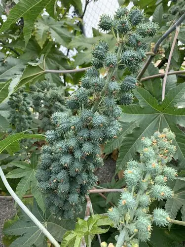 加州的蓖麻开花也不择日