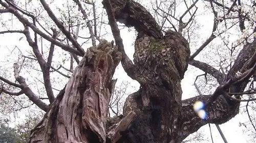 嘉义县一株百岁老梅树,满树白色梅花姿意怒放,枝干奇特多姿古意盎然.