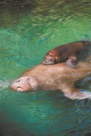 成功繁育一只雄性太平洋海象,这是国内首次成功繁育并存活的海象幼崽