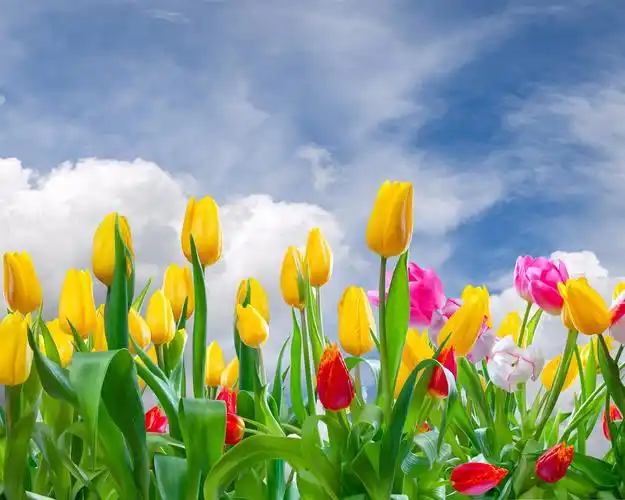 黄色和粉红色的郁金香,花场,天空,云 壁纸