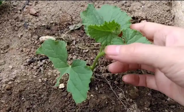 甜瓜高产有窍门,摘顶摘到瓜满地