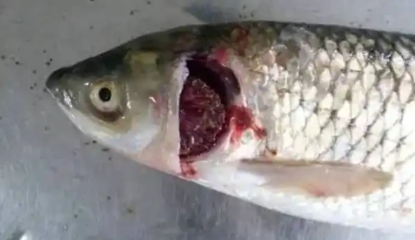 水产养殖中常见的车轮虫病如何预防和治疗