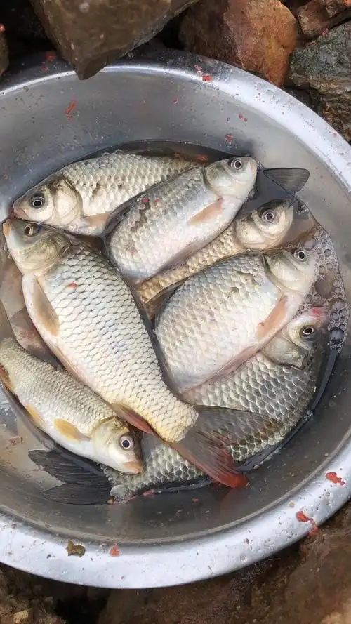 野钓鲫鱼个个都是大鲫鱼