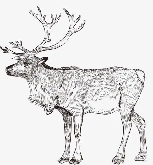 关键词 : 麋鹿,手绘,彩色,好看,卡通[声明] 觅元素所有素材为用户免费