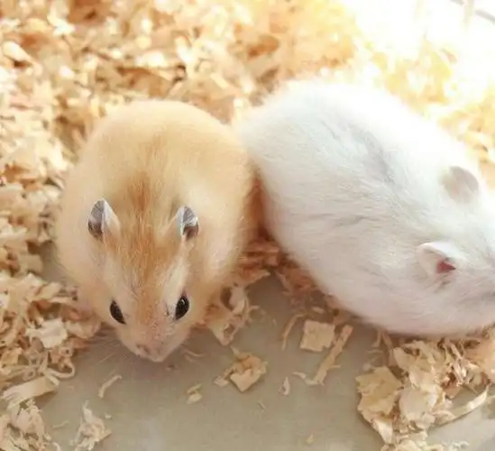 布丁仓鼠幼犬多少钱一只_布丁仓鼠好养吗-毛毛购购宠物百科-宠物网