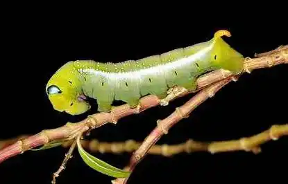 展开全部 夹竹桃天蛾幼虫(末龄虫) 夹竹桃天蛾 别称:粉绿白腰天蛾 鹰