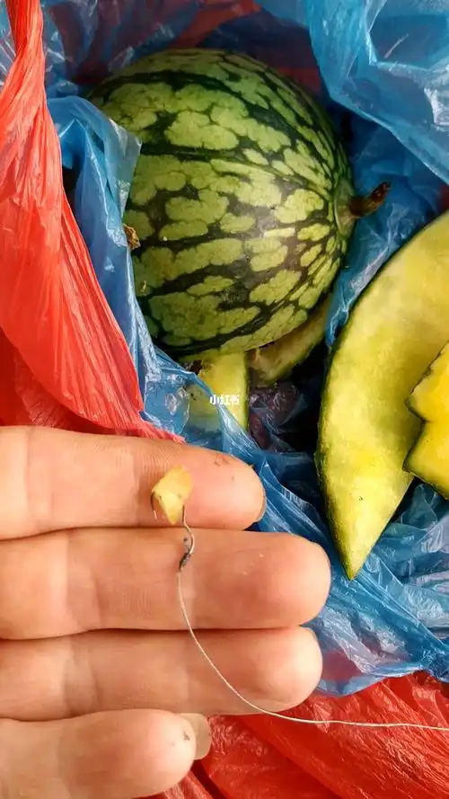 西瓜钓鱼