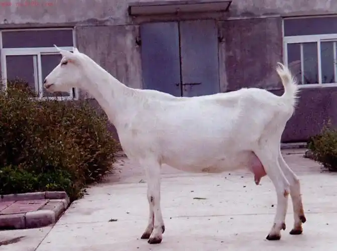 全国家养动物品种信息标准化萨能奶山羊品种简介