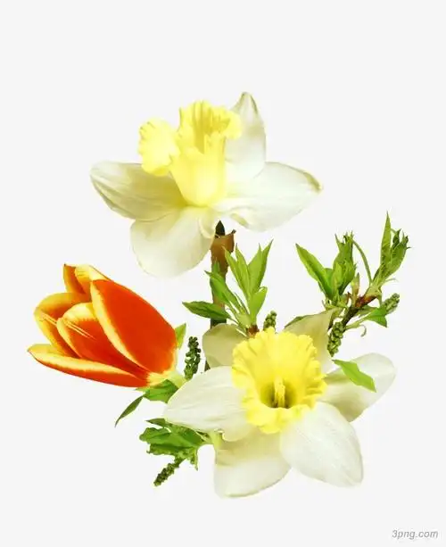 绿叶鲜花png素材透明免抠图片-装饰效果