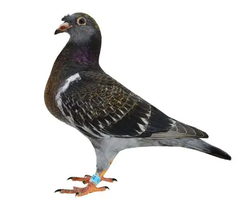 纯血休斯肯逢莱尔凤头冠羽(新疆鸽友购买)