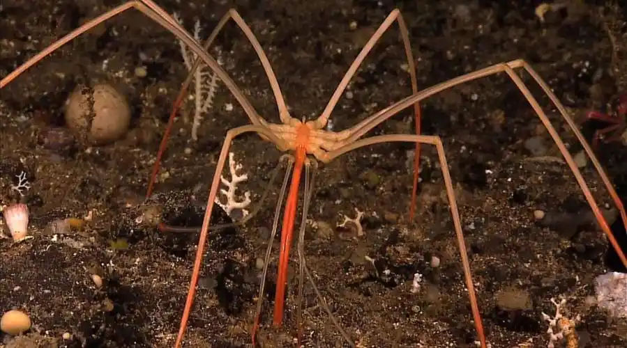 进化不是为了变强而是为了适应环境海蜘蛛靠躺平存活5亿年