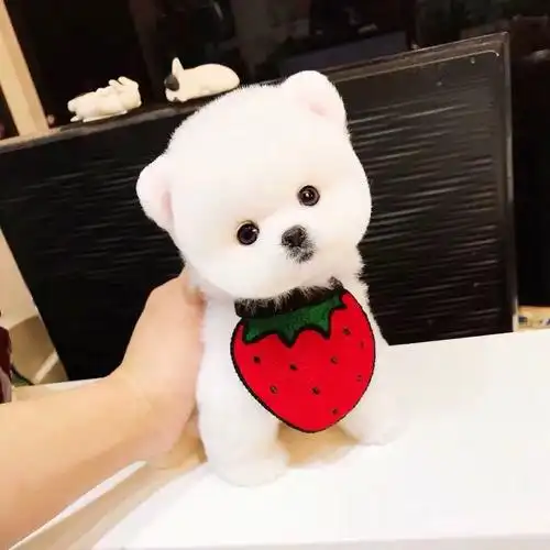 茶杯犬领养-特价促销-优惠券领取-价格|多少钱|什么