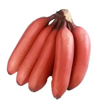 红香蕉 红皮香蕉 红蕉 美人蕉 非小米蕉芭蕉 新鲜水果精品当季新鲜香