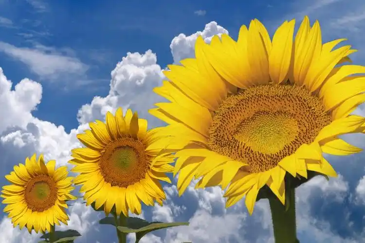 太阳花标志logo图片_太阳花素材_太阳花logo免费下载 - logo设计网