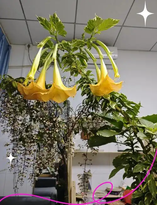 半年曼陀罗种植心得