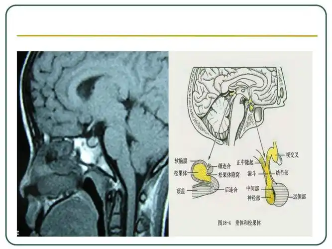 垂体的解剖和功能 大小:0.5×1×1cm 重:0.5~0.
