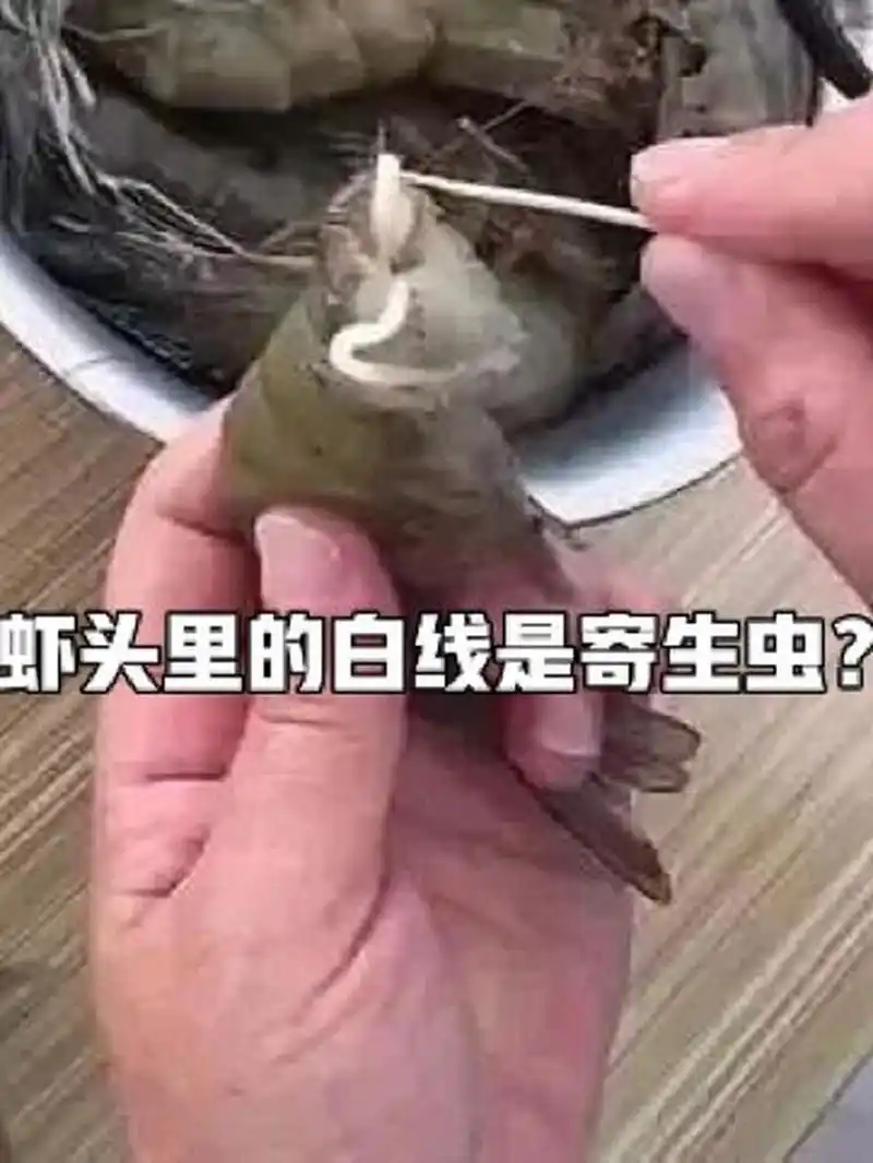 虾头里的白色长条是寄生虫?