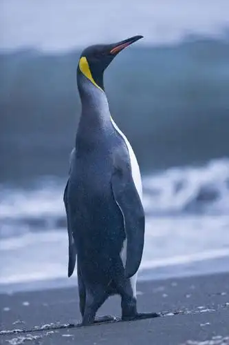 无人,站,竖图,室外,特写,白天,海浪,海洋,水,企鹅,野生动物,鸟类,沙子