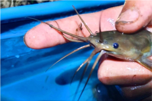 广西钓鱼人稻田钓获八须"怪鱼",肉质橙黄,用鸡肝钓了不少