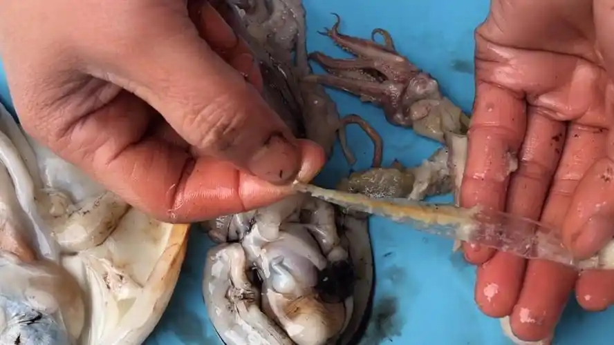 海兔和鱿鱼的区别(海兔怎么处理怎么清洗)