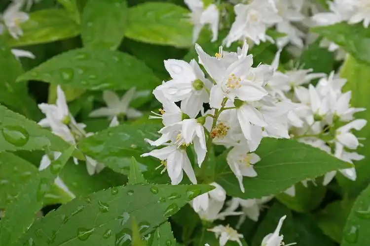 保诚购物中心东口花坛白花满开的 日光溲疏 deutzia gracilis