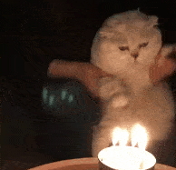 猫咪过生日,主人特意准备蜡烛跟罐头,抱着猫庆生,猫:花里胡哨