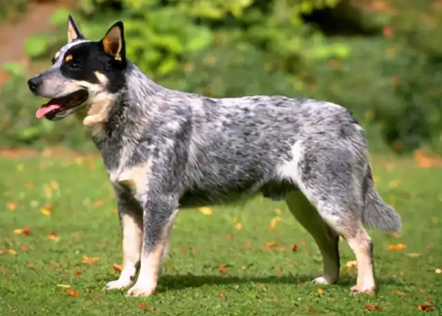 哥顿雪达犬(哥顿雪达犬图片短毛种类)-伯乐百科