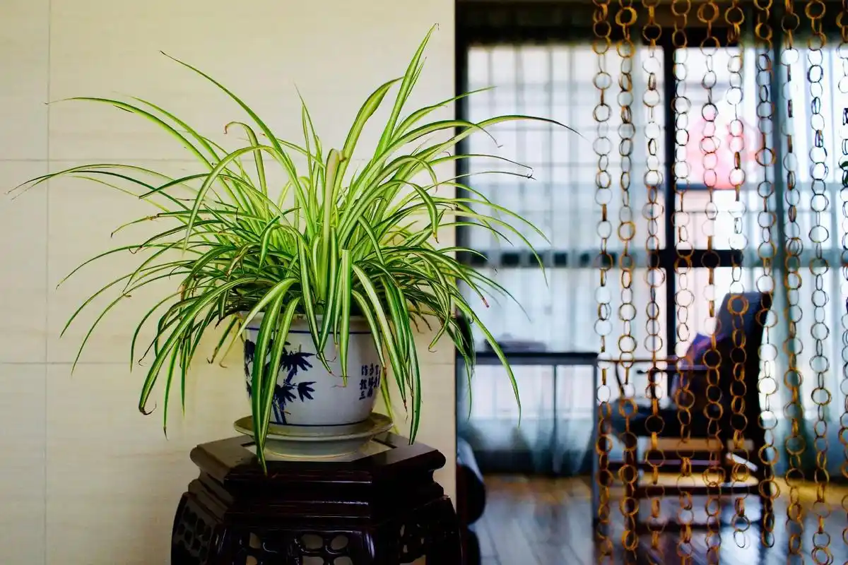 高新大源一花一木一院子装满你的梦