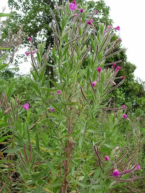 柳叶菜图片柳叶菜野菜图片