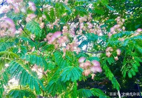 七绝《又见合欢花》