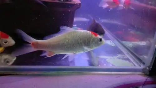 锦鲤鱼鳍这样怎么办啊?求大神解答