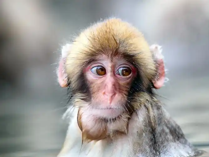 寒冷冬天的小猴 640x1136 iphone 5/5s/5c/se 壁纸,图片,背景,照片