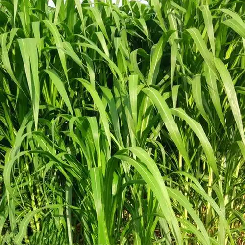 批发零售墨西哥玉米草种子牛羊牧草高产量高营养芽率高