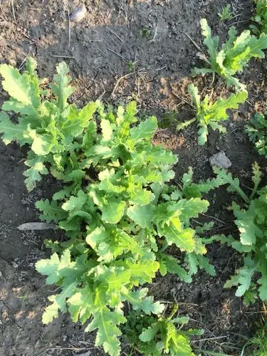 院外的罂粟花苗茁壮长成.