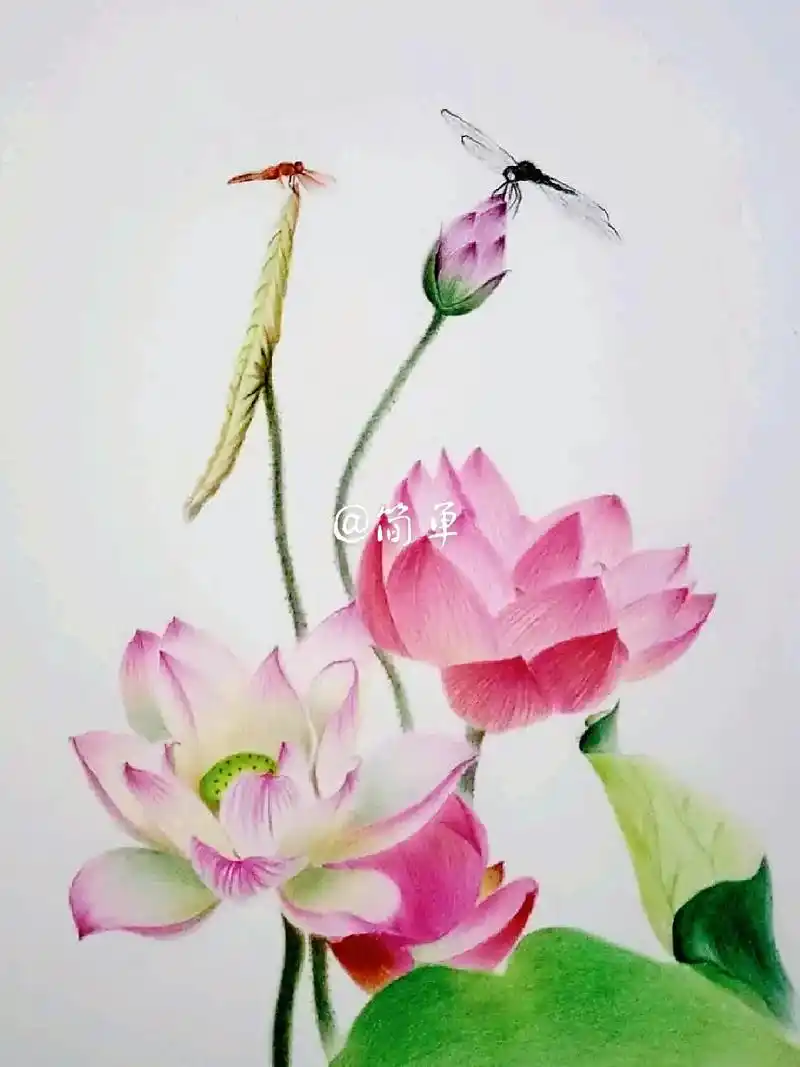 小荷才露尖尖角早有蜻蜓立上头