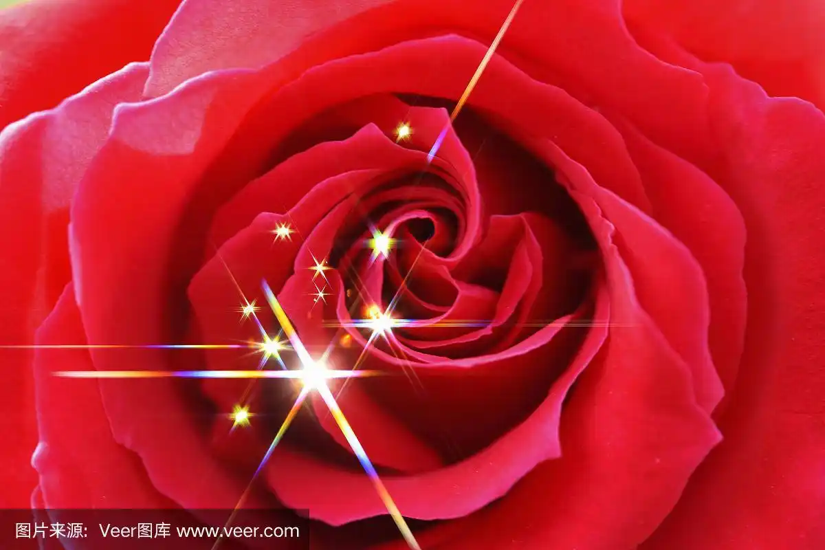 闪闪发光的玫瑰