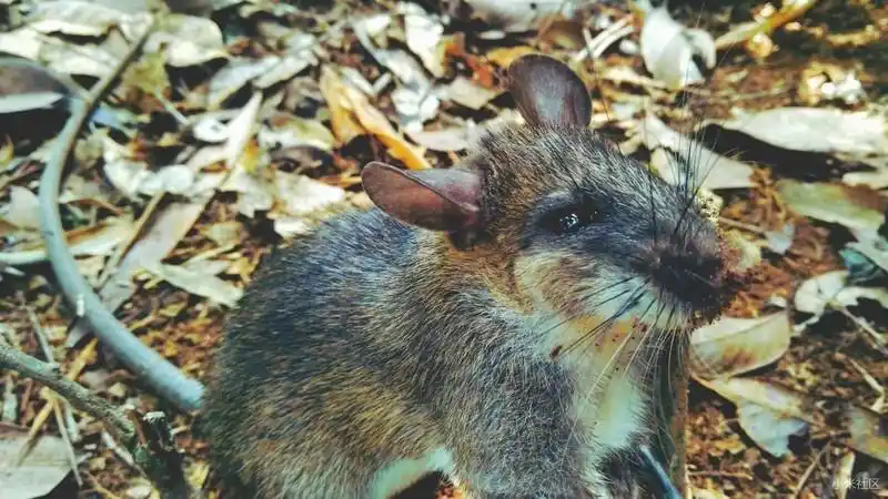 小米note顶配版近距离观看白腹鼠