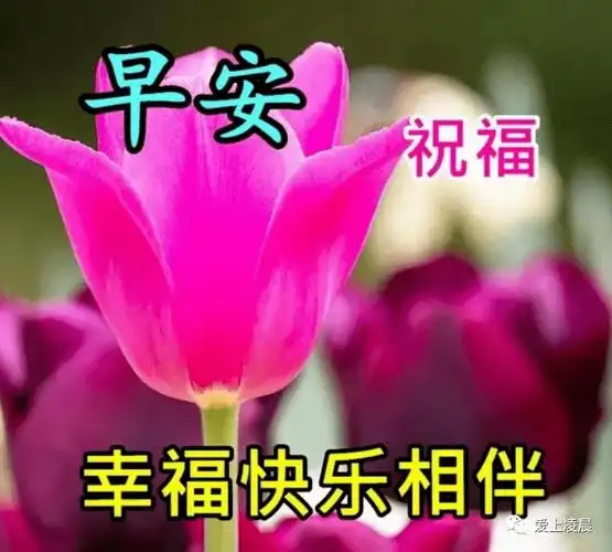 今日最新早上好祝福语图片大全,新版早上好问候语句子!