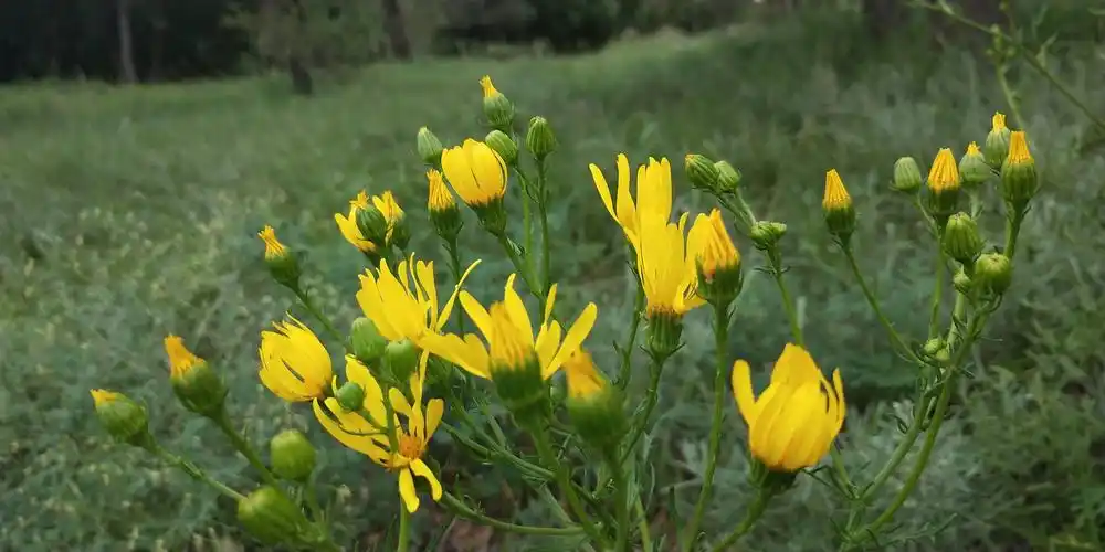 公园里的花花草草