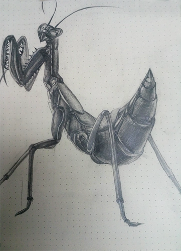 素描--螳螂