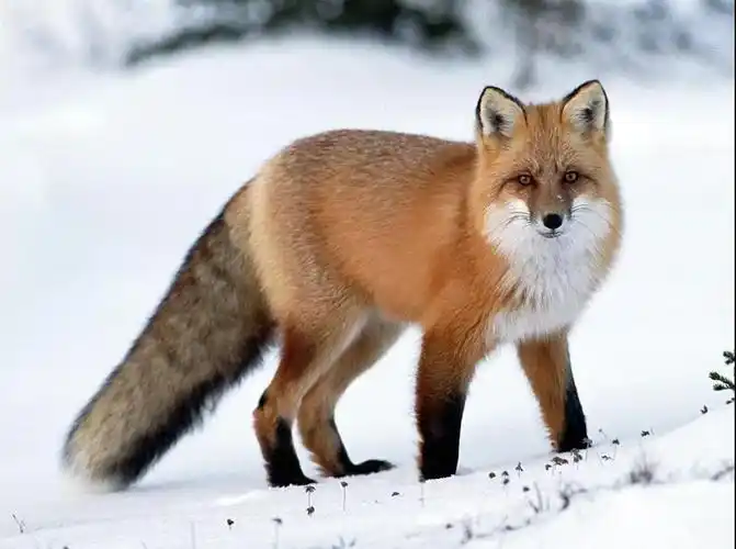 忙忙碌碌的赤狐