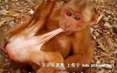 银背大猩猩在非洲算老卵的物种伐?金刚很老卵的啊! 宽带山kds-宽带山