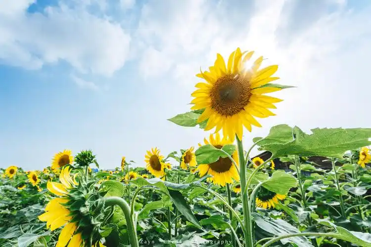 向日葵的寓意是沉默的爱