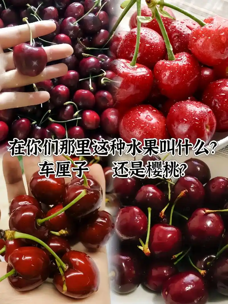 在你们那里这种水果叫什么车厘子还是樱桃
