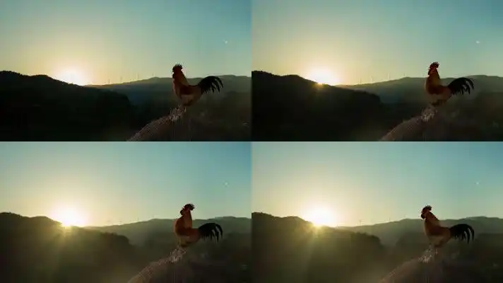 清晨公鸡打鸣起床太阳出山雄鸡唱响东方视频素材