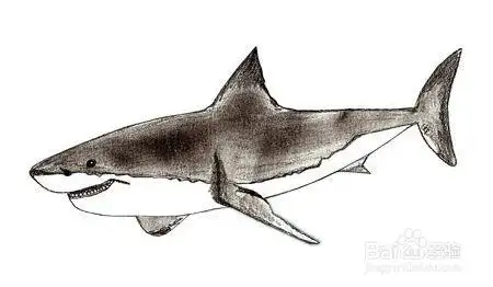 如何绘制鲨鱼
